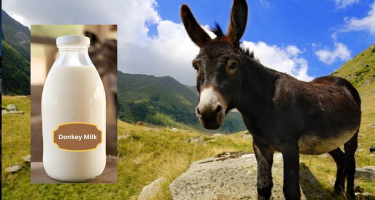 Donkey Milk : नहीं मिली सरकारी नौकरी तो खोल लिया गधे का 
