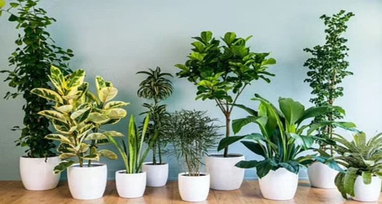 भूलकर भी न लगायें कभी अपने घर में ये 5 पौधे, घर में आएगी 