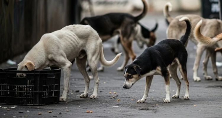 आवारा कुत्तों के मामले पर Supreme Court का फैसला, 
