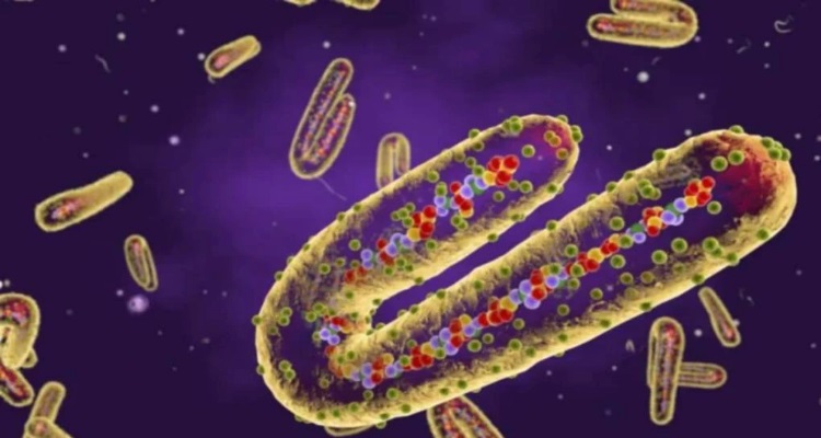 Marburg Disease : कोरोना के बाद अब चमगादड़ से फैला 