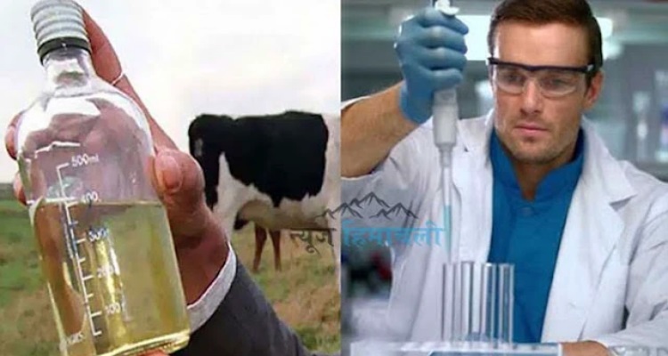 Scientists Medicine Cow Urine : सेहत के लिए गुणकारी है गोमूत्र, 