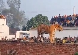 गुरुद्वारा साहिब की दीवार पर आराम करता दिखा बाघ, 