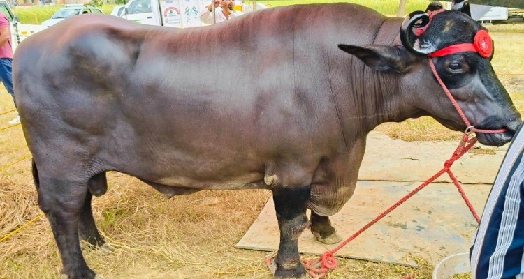 Buffalo Worth 23 Crores : तीन दिवसीय कृषि मेले में आया 23 करोड़ का भैंसा, 