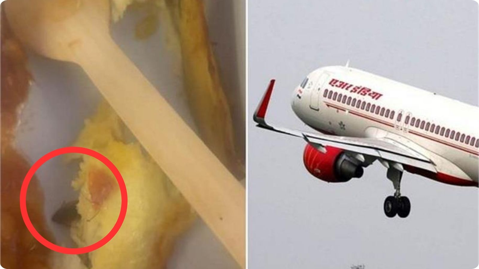 AIR INDIA की फ्लाइट में ऑमलेट से निकला कॉकरोच, 