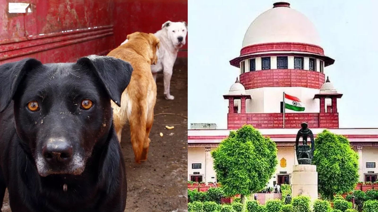 देश में आवारा कुत्तों का मामला गर्माया, 