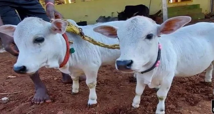 भारत में पैदा की जा रही दुनिया की सबसे छोटी व प्यारी गाय, 