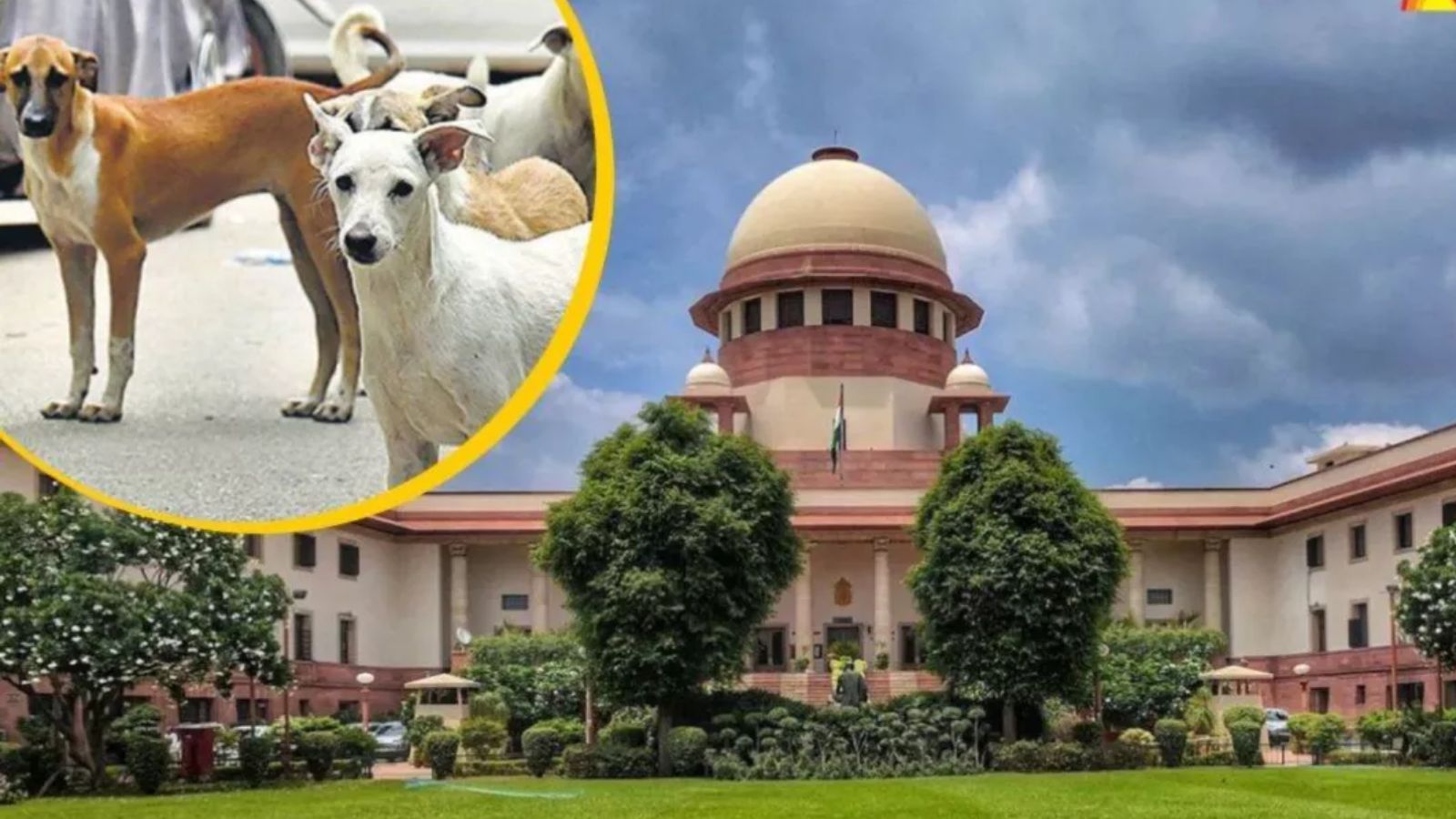 आवारा कुत्तों को लेकर चीफ जस्टिस का बड़ा बयान,