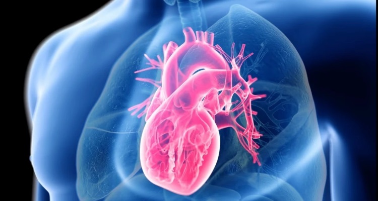  तेजी से बढ़ती जा रही दिल की बीमारियां, दिल को रखना है दुरुस्त 