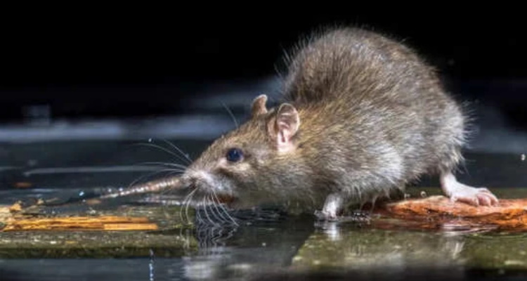 Get Rid of Rats : घर में चूहों ने मचा रखा है आतंक तो बस 