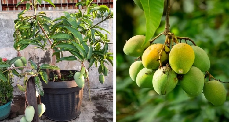 Mango Plant Gardening Tips : बारिश में आसानी से उग 
