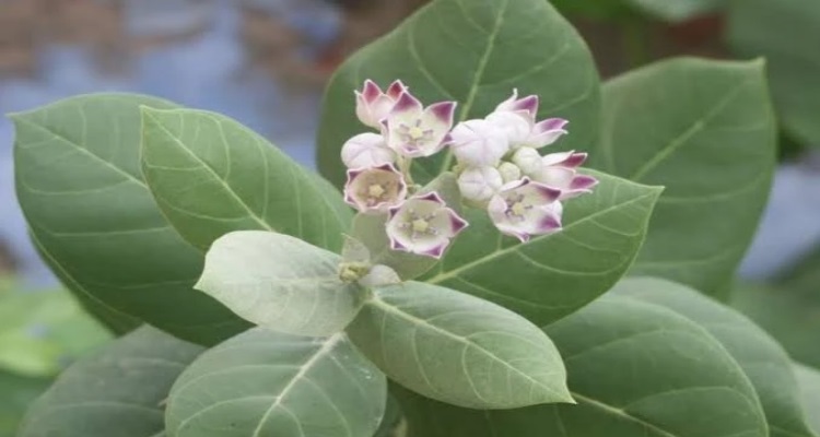 Aak Leaves : शुगर के मरीजों के लिए 'रामबाण' है इस पौधे से 