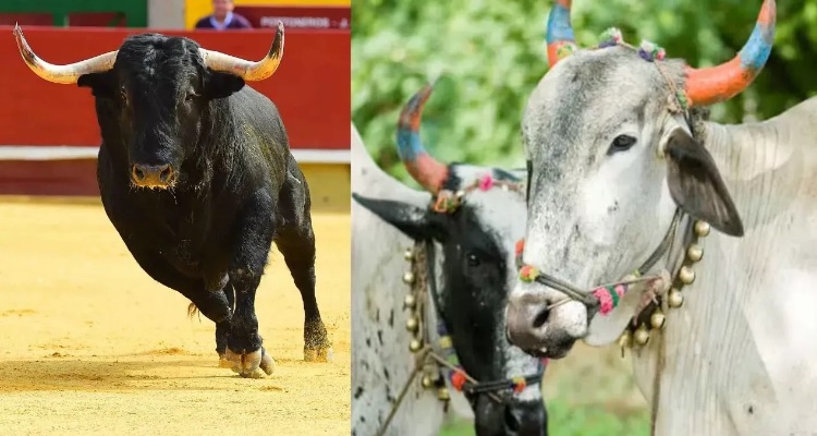 Difference Oxen and Bull : बैल और सांड दोनों की मां