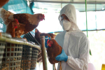 H9N2 Virus In India-Bird flu becomes fatal, virus enters children, WHO warns to keep an eye on 2 symptoms