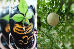 Benefits Bael fruit : 22 जुलाई से शुरू होने जा रहा सावन, भगवान