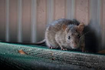 Hantavirus-This virus spreading from mice is killing people, run to the doctor as soon as you see these 5 symptoms