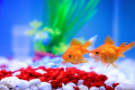 These fishes are best for home fish aquarium, are easy to care for and look beautiful too