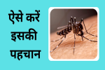 बुखार के साथ शरीर में दर्द का होना, उलटी और दस्त होना, इसके लक्षण हो सकते हैं, 