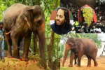 महादेवी हथिनी के अंबानी के वनतारा जंगल ले जाने पर विरोध, 