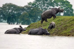 So far 46 people have lost their lives due to floods in Assam, 17 animals including hog deer drowned in Kaziranga National Park