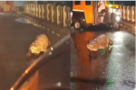 15 feet crocodile seen on the road at midnight in Maharashtra, people were shocked to see it