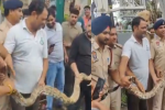 चंडीगढ़ की सुखना लेक से मिला 12 फुट लंबा अजगर,