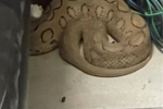 A dangerous species of snake found in Haryana assembly, session to beg...