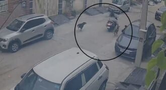 Stray dog ​​menace in Jalandhar: Pack attacks mother and son on a scooter.