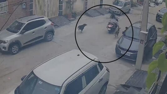 Stray dog menace in Jalandhar: Pack attacks mother and son on a scooter.