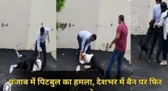 Debate over ban intensifies following Pitbull attack in Patiala