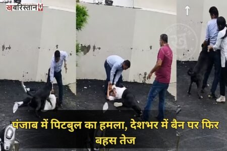 Debate over ban intensifies following Pitbull attack in Patiala