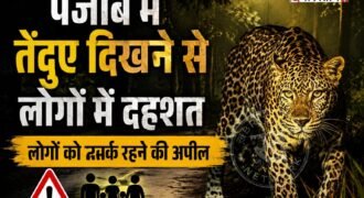 पंजाब के फाजिल्का में तेंदुए देखे जाने के बाद लोगों के बीच में दहशत फैल गई। लोगों को सतर्क रहने के लिए गुरुद्वारों से अनाउंसमेंट करवाई जा रही है। खास तौर पर बच्चों, बुजुर्गों और महिलाओं को अकेले बाहर न जाने की सलाह दी गई है।