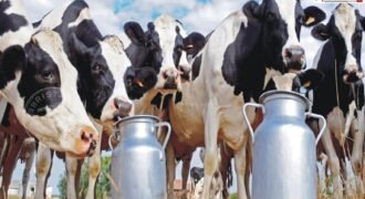 Dairy operators in Jalandhar issue ultimatum; warn of halting milk supply from September 11